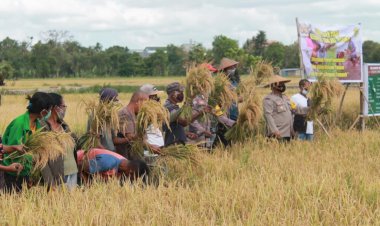Bhabinkamtibmas-Bripka-Samri-Nenotek-Bersama-Warga-Panen-Hsil-Pertanian-Pemberdayaan-Masyarakat