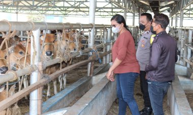 Bhabinkamtibmas-Lasiana-bersama-petugas-RPH-kupang-cek-PMK-pada-sapi.