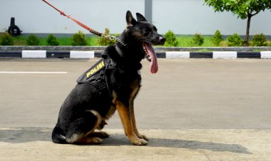 5-Anabul-Andalan-Pengungkap-Kejahatan,-dari-Kasus-Narkoba-Hingga-Lacak-DPO