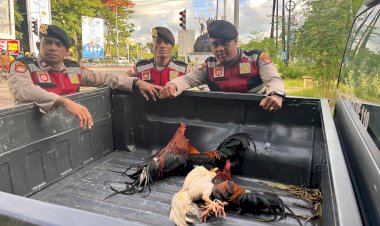 Polresta-Kupang-Kota-Grebek-Dua-Lokasi-Perjudian-Sabung-Ayam,-Pemain-Kabur-Tinggalkan-Barang-Bukti.