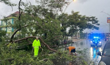 Pohon-Tumbang-Ganggu-Arus-Lalin,-Kasat-Lantas-Pimpin-Anggota-Lakukan-Penebangan-di-Lokasi
