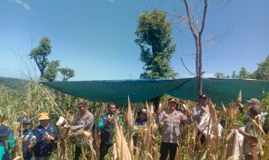 Kapolsek-Maulafa-Panen-Jagung-di-Kolhua,-Wujudkan-Swasembada-Pangan.