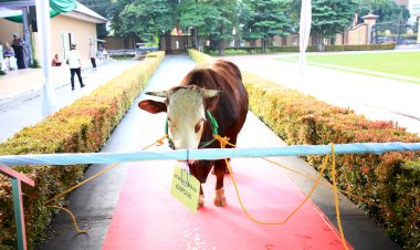 Kapolri-Serahkan-9.648-Hewan-Kurban-Untuk-Masyarakat