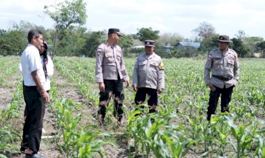 Polresta-Kupang-Kota-Bersama-Dinas-Pertanian,-Cek-Lahan-Bantuan-Benih-Jagung-17-Hektar-di-Kecamatan-Maulafa.