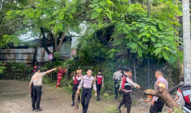 Gerak-Cepat-Polresta-Kupang-Kota-Tangani-Pohon-Tumbang-di-Oeba,-Arus-Lalu-Lintas-Kembali-Lancar.