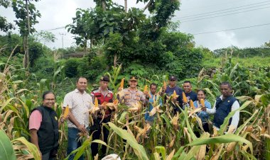 Mendukung-Program-Ketahanan-Pangan,-Kapolsek-Maulafa-Panen-Raya-Jagung-di-Kelurahan-Bello.