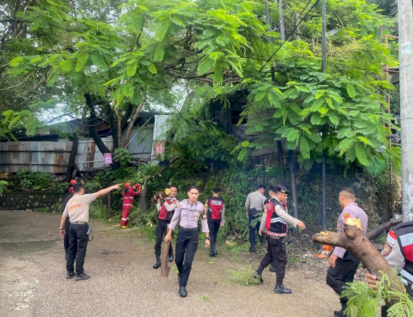 Gerak Cepat Polresta Kupang Kota Tangani Pohon Tumbang di Oeba, Arus Lalu Lintas Kembali Lancar.