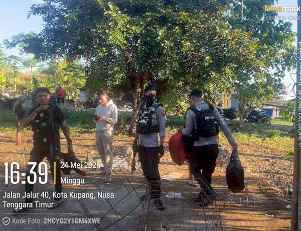 Gerebek Judi Sabung Ayam di Fatukoa, Sat Samapta Polresta Kupang Kota Amankan Sejumlah Barang Bukti.