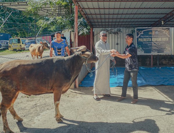 Sambut Idul Adha 1447 H, Polresta Kupang Kota Sembelih 4 Sapi dan 2 Kambing untuk Tingkatkan Kepedulian Sosial.