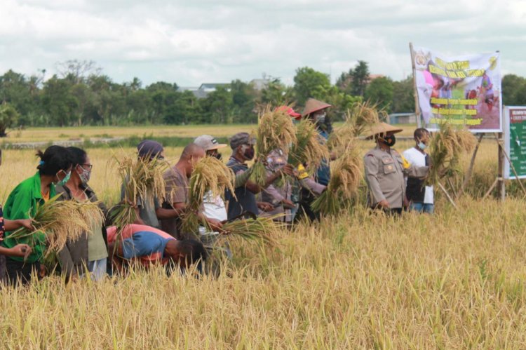 Bhabinkamtibmas Bripka Samri Nenotek Bersama Warga Panen Hsil Pertanian Pemberdayaan Masyarakat