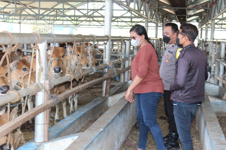 Bhabinkamtibmas Lasiana bersama petugas RPH kupang cek PMK pada sapi.