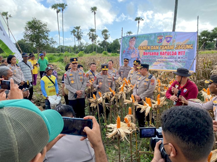Wakapolresta Kupang Kota Hadiri Panen dan Tanam Jagung Bersama Kapolda NTT