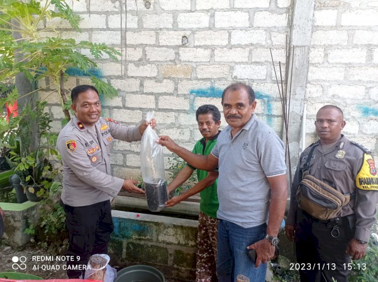 Kapolsek Alak Membagikan Bibit Ikan Lele Kepada Masyarakat Manutapen