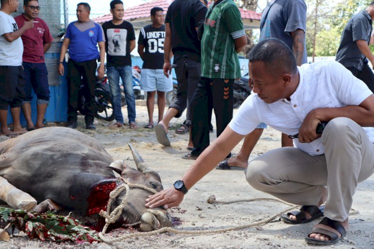 Rayakan Idul Adha 1444 H, Polresta Kupang Kota Lakukan Pemotongan Hewan Qurban
