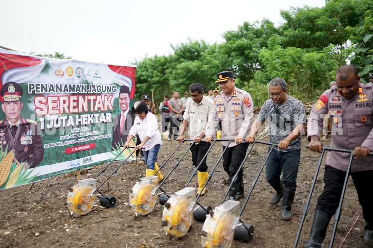 Wujudkan Ketahanan Pangan, Kapolresta Aldinan Manurung Bersama Pemkot Kupang Tanam Jagung di Naioni