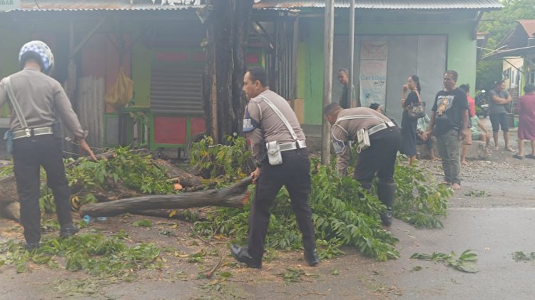 Satlantas Polresta Bantu Atasi Pohon Tumbang, Akses Jalan Amabi Oebufu Kembali Dibuka.