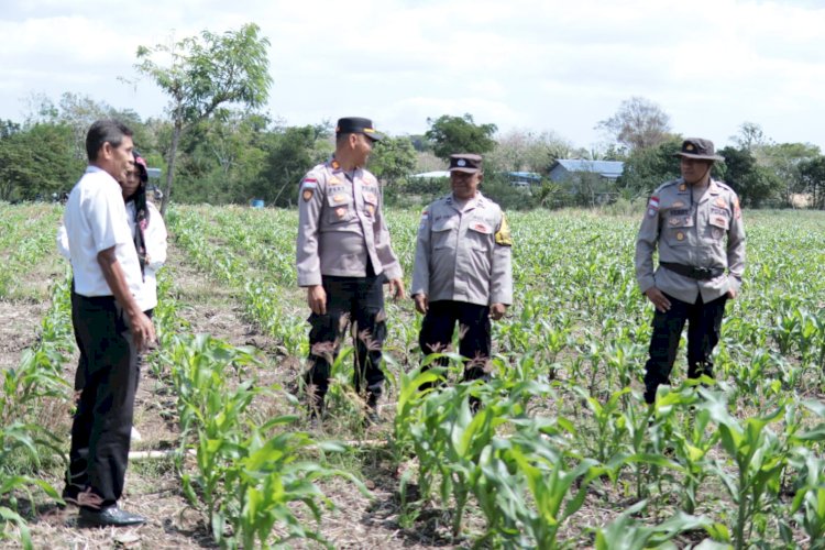 Polresta Kupang Kota Bersama Dinas Pertanian, Cek Lahan Bantuan Benih Jagung 17 Hektar di Kecamatan Maulafa.
