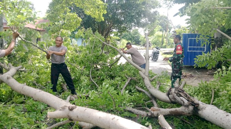 Polsek Alak Sigap Bersihkan Pohon Tumbang yang Halangi Akses Jalan di Kelurahan Penkase Oeleta.