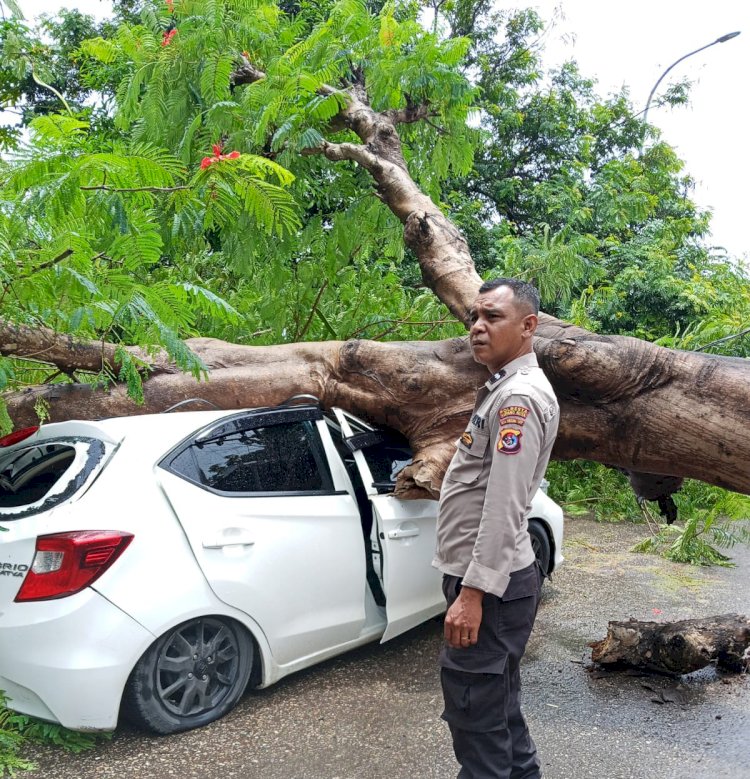 Pohon Tumbang Timpa Mobil dan Tempat Usaha Cuci Motor di Kolhua, Kapolsek Maulafa Pimpin Evakuasi dan Imbau Warga Waspada.