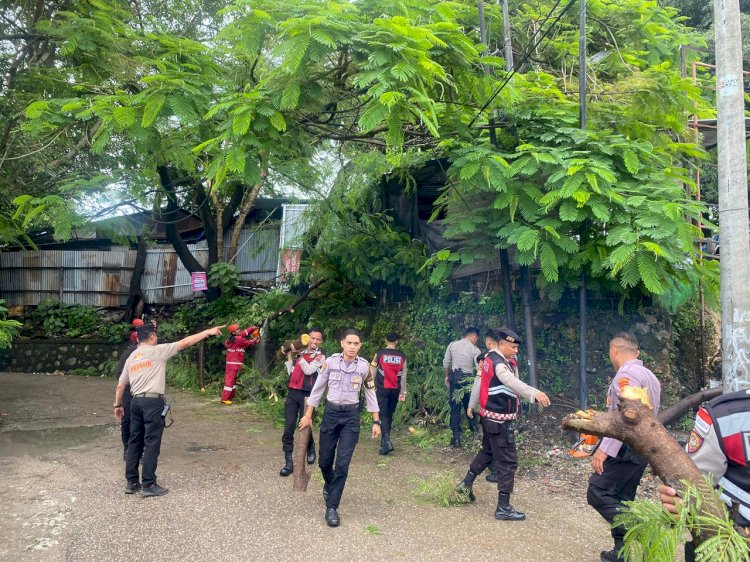 Gerak Cepat Polresta Kupang Kota Tangani Pohon Tumbang di Oeba, Arus Lalu Lintas Kembali Lancar.