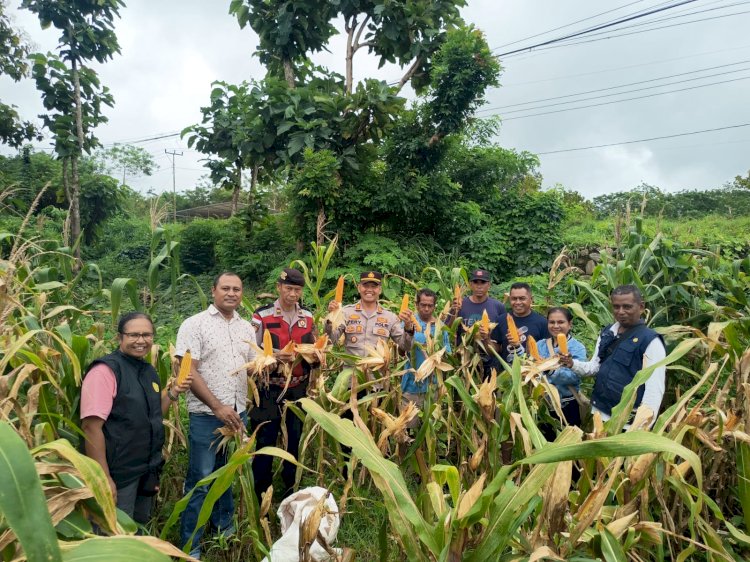 Mendukung Program Ketahanan Pangan, Kapolsek Maulafa Panen Raya Jagung di Kelurahan Bello.