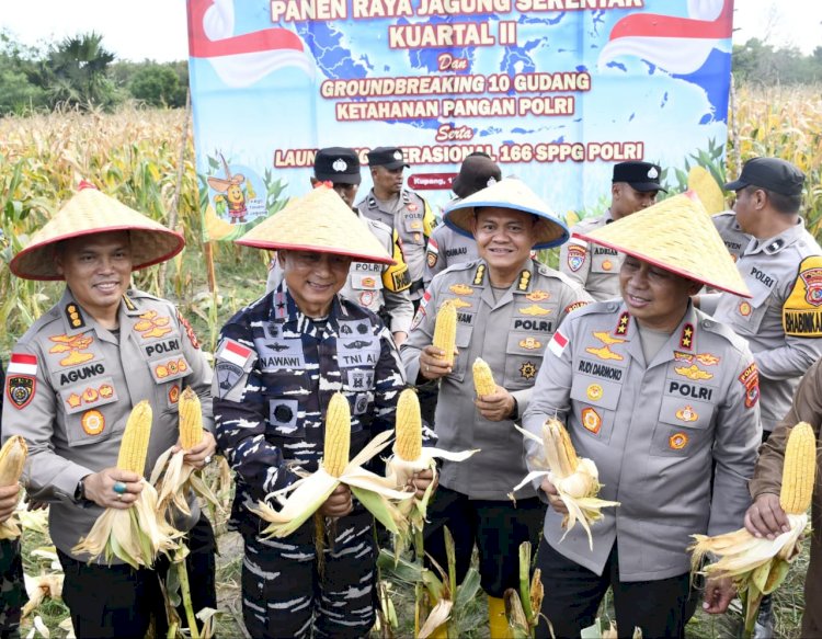 Di Tengah Hujan, Kapolda NTT Pimpin Semangat Ketahanan Pangan Lewat Panen Raya Jagung 2026.