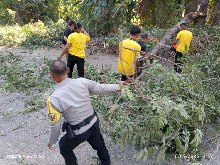 Gerak Cepat Bhabinkamtibmas Fontein Evakuasi Pohon Tumbang, Pastikan Jalan Kembali Aman