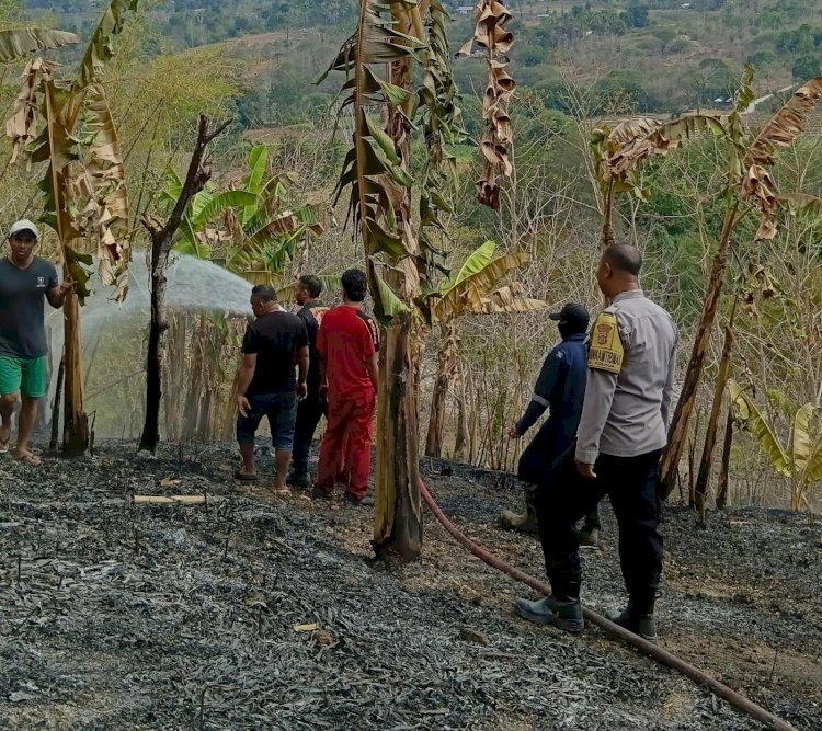 Cepat Tanggap! Polsek Maulafa dan Damkar Kota Kupang Padamkan Kebakaran Lahan di Kolhua.