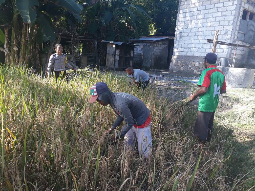 Jalin Kedekatan, Bhabinkamtibmas Bakunase II  Bantu Warga Panen Padi.