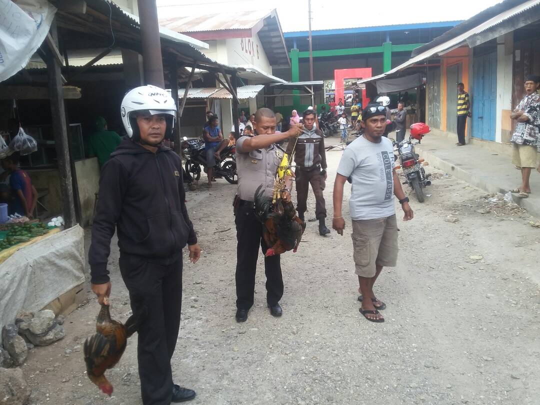 Operasi Pekat I Turangga 2017 : Polsek Oebobo Grebek Tempat Judi Sabung Ayam.