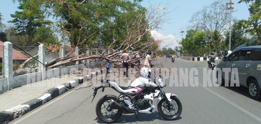 Sigap,Personil Sat Lantas Polres Kupang Kota Bersihkan Pohon Tumbang di Jalan.
