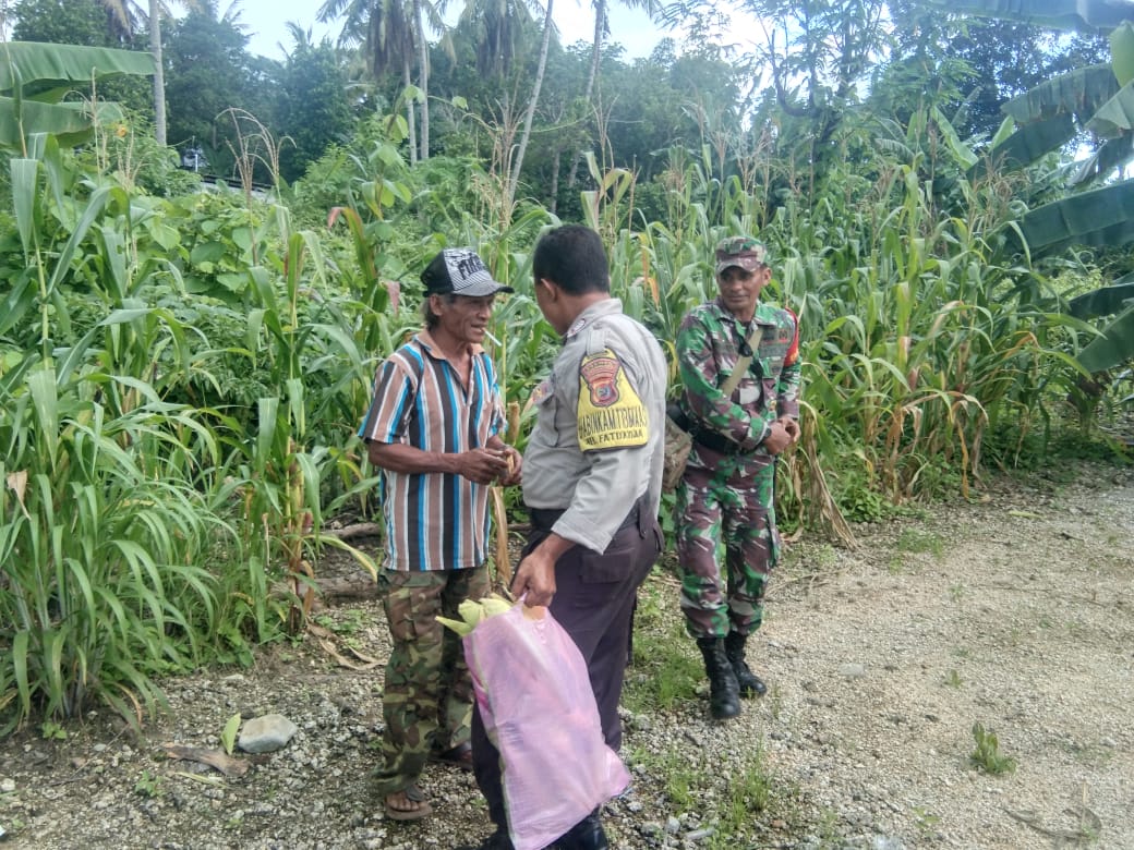 Bhabinkamtibmas Bersama Babinsa Kelurahan Fatukoa Bantu Warga Panen Jagung